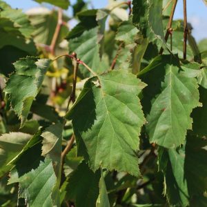CRATAEGUS pennsylvanica