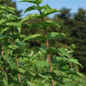DEUTZIA scabra 'Pride of Rochester'