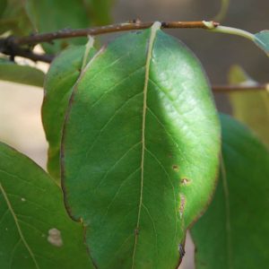 DIOSPYROS virginiana
