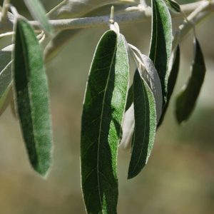 ELAEAGNUS angustifolia