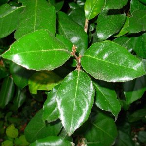 ELAEAGNUS ebbingei