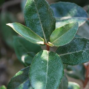 ELAEAGNUS macrophylla