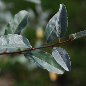 ELAEAGNUS umbellata