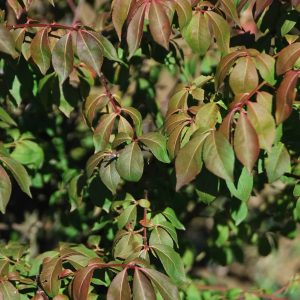 EUONYMUS alatus 'Compactus'