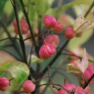 EUONYMUS europaeus