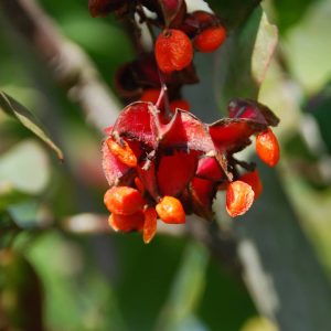 EUONYMUS europaeus 'Red Cascade'