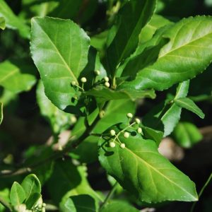 EUONYMUS kiautschovicus