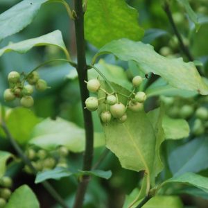 EUONYMUS kiautschovicus