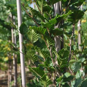 FAGUS sylvatica 'Dawyck'