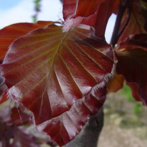 FAGUS sylvatica 'Purpurea'