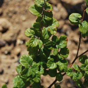 FAGUS sylvatica 'Rotundifolia'