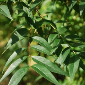 FONTANESIA phillyreoides