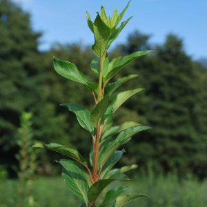 FORSYTHIA intermedia 'Lynwood Gold'