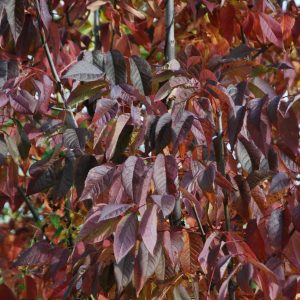 FRAXINUS americana 'Autumn Purple'