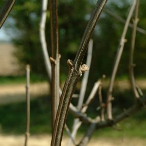 FRAXINUS quadrangulata