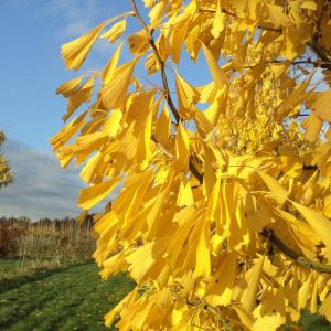 GINKGO biloba 'Autumn Gold'