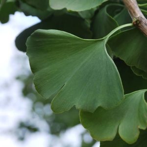 GINKGO biloba