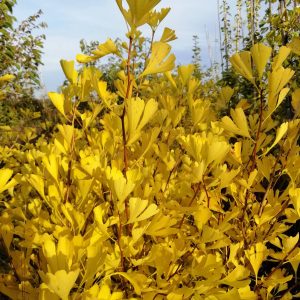 GINKGO biloba 'Saratoga'