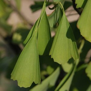 GINKGO biloba 'Saratoga'