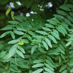 GLEDITSIA triacanthos 'Elegantissima'