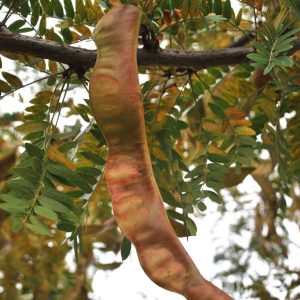GLEDITSIA triacanthos