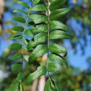GLEDITSIA triacanthos 'Skyline'