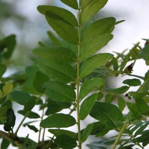 GLEDITSIA triacanthos 'Sunburst'