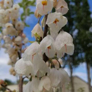 HALESIA monticola