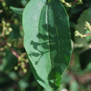 HEPTACODIUM miconioides