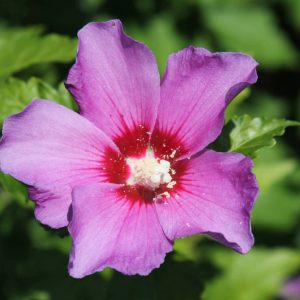 HIBISCUS syriacus