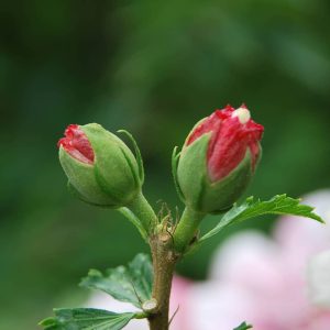 HIBISCUS syriacus 'Hamabo'