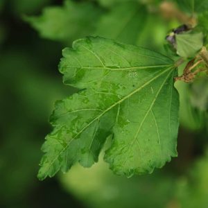 HIBISCUS syriacus 'Oiseau Bleu'