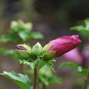 HIBISCUS syriacus 'Woodbridge'