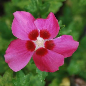 HIBISCUS syriacus 'Woodbridge'