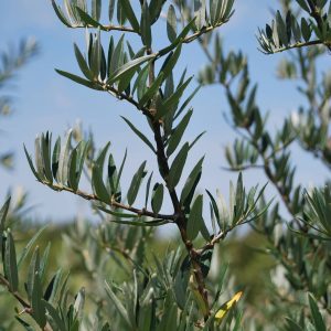 HIPPOPHAE rhamnoides