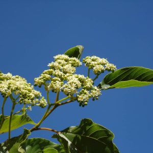 HOVENIA dulcis