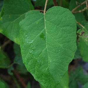 HYDRANGEA arborescens 'Annabelle'