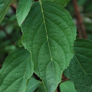 HYDRANGEA paniculata 'Grandiflora'