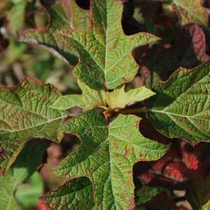 HYDRANGEA quercifolia