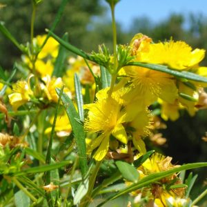 HYPERICUM hircinum