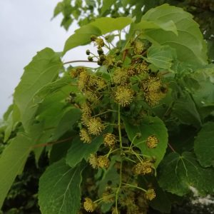 IDESIA polycarpa