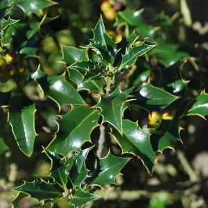 ILEX aquifolium 'Alaska'
