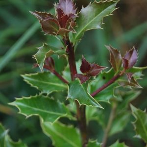 ILEX aquifolium