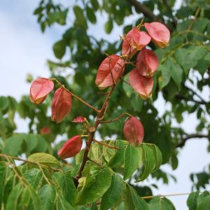KOELREUTERIA bipinnata