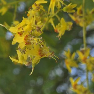 KOELREUTERIA paniculata