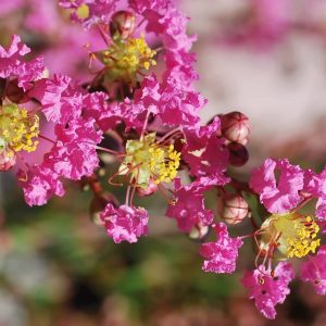 LAGERSTROEMIA indica