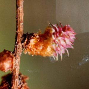 LARIX decidua