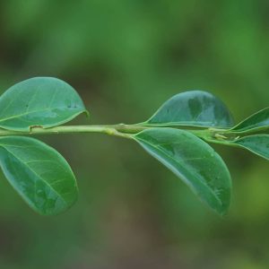 LIGUSTRUM delavayanum