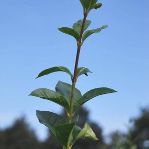LIGUSTRUM ovalifolium