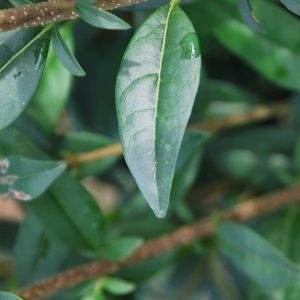 LIGUSTRUM vulgare 'Atrovirens'